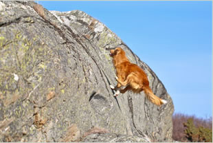 Poppe leker bergsget